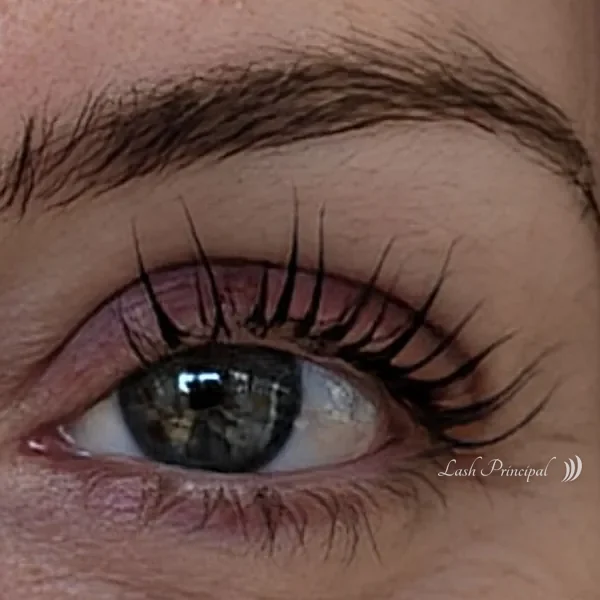 Lash lift and tint by Elena, natural lashes curled and darkened, Lash Principal Cary NC