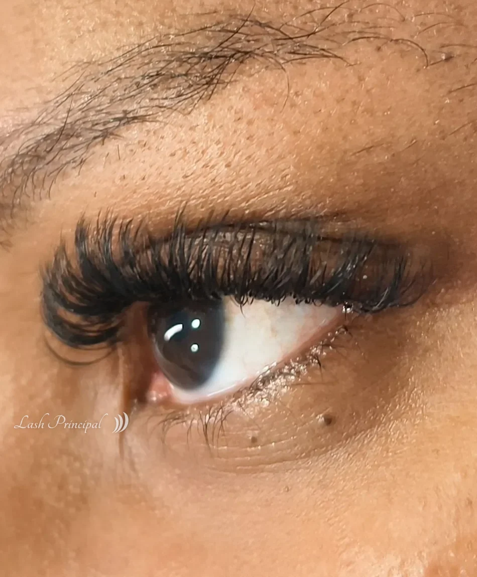Full volume lash set by Elena on a brown eye, Lash Principal Cary NC